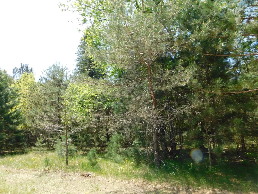 14200 Plagany Road Springdale Township, MI 49614