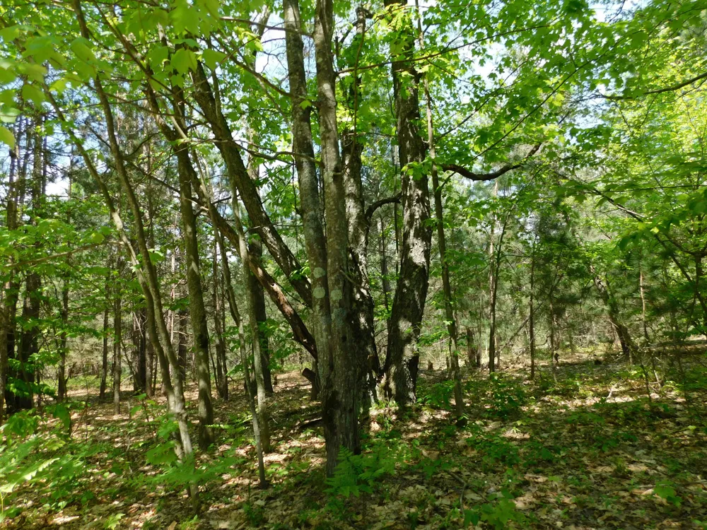 14200 Plagany Road Springdale Township, MI 49614
