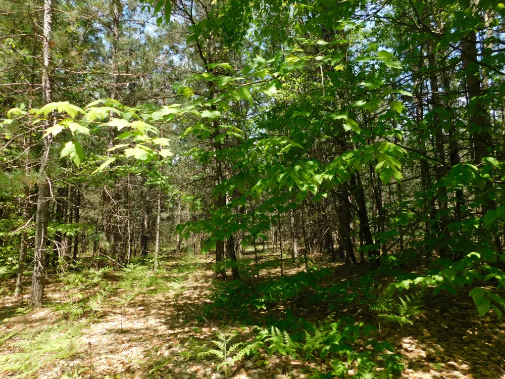 14200 Plagany Road Springdale Township, MI 49614