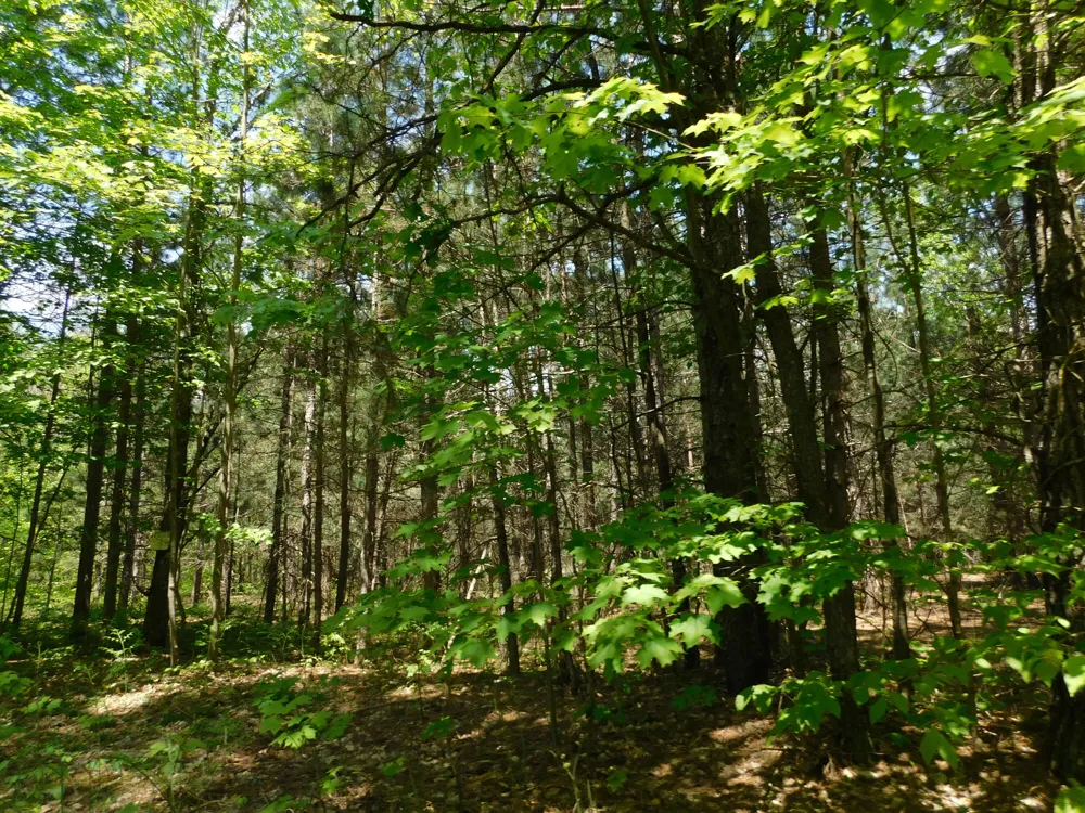 14200 Plagany Road Springdale Township, MI 49614