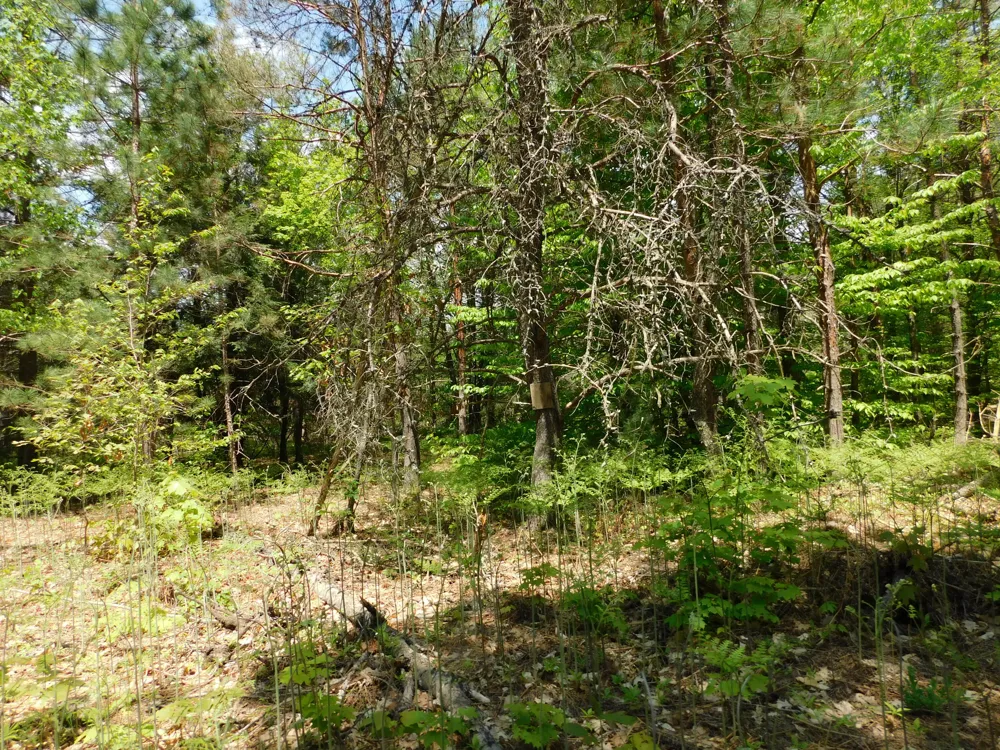 14200 Plagany Road Springdale Township, MI 49614