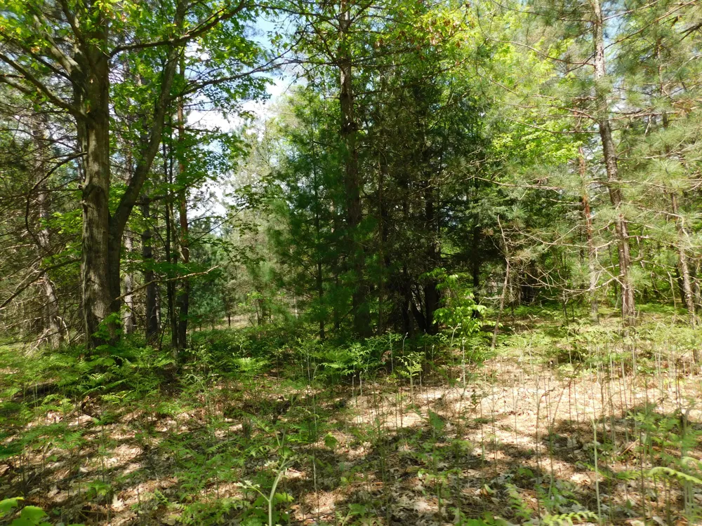 14200 Plagany Road Springdale Township, MI 49614