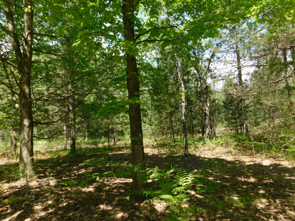 14200 Plagany Road Springdale Township, MI 49614