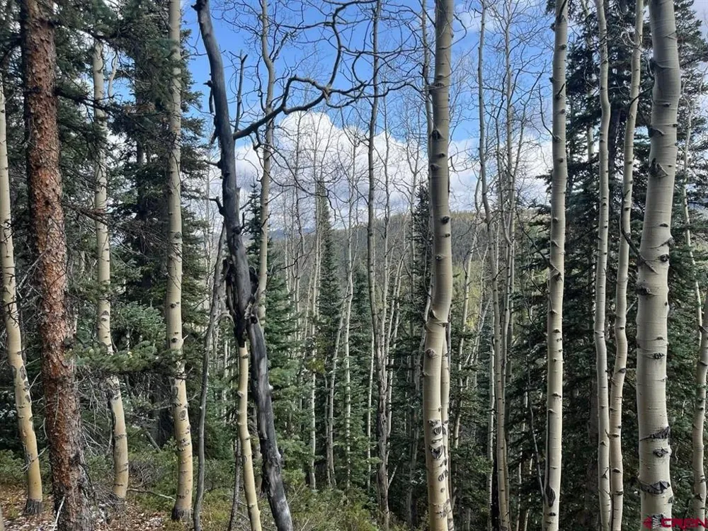 400 Forest Service Road 550 Road Almont, CO 81210