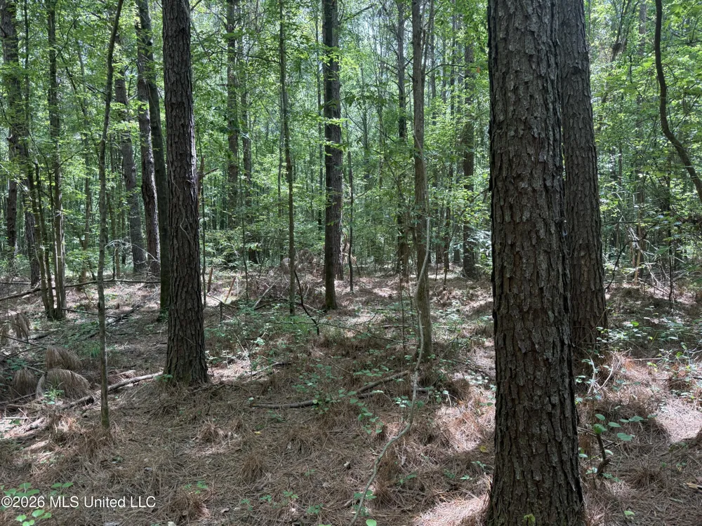 Highway 407 Kilmichael, MS 39747