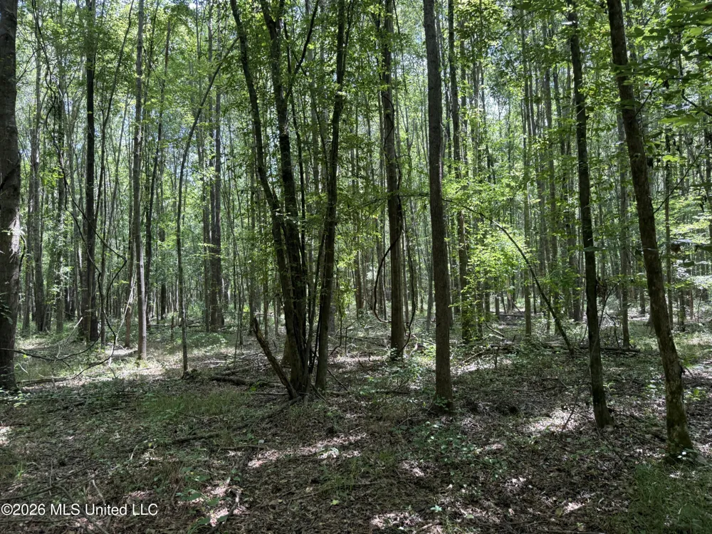 Highway 407 Kilmichael, MS 39747