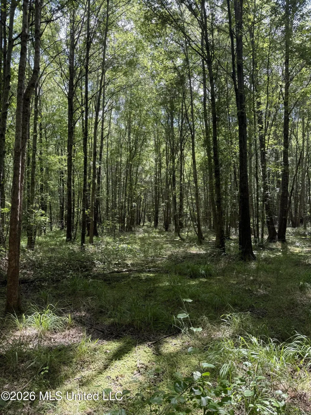 Highway 407 Kilmichael, MS 39747