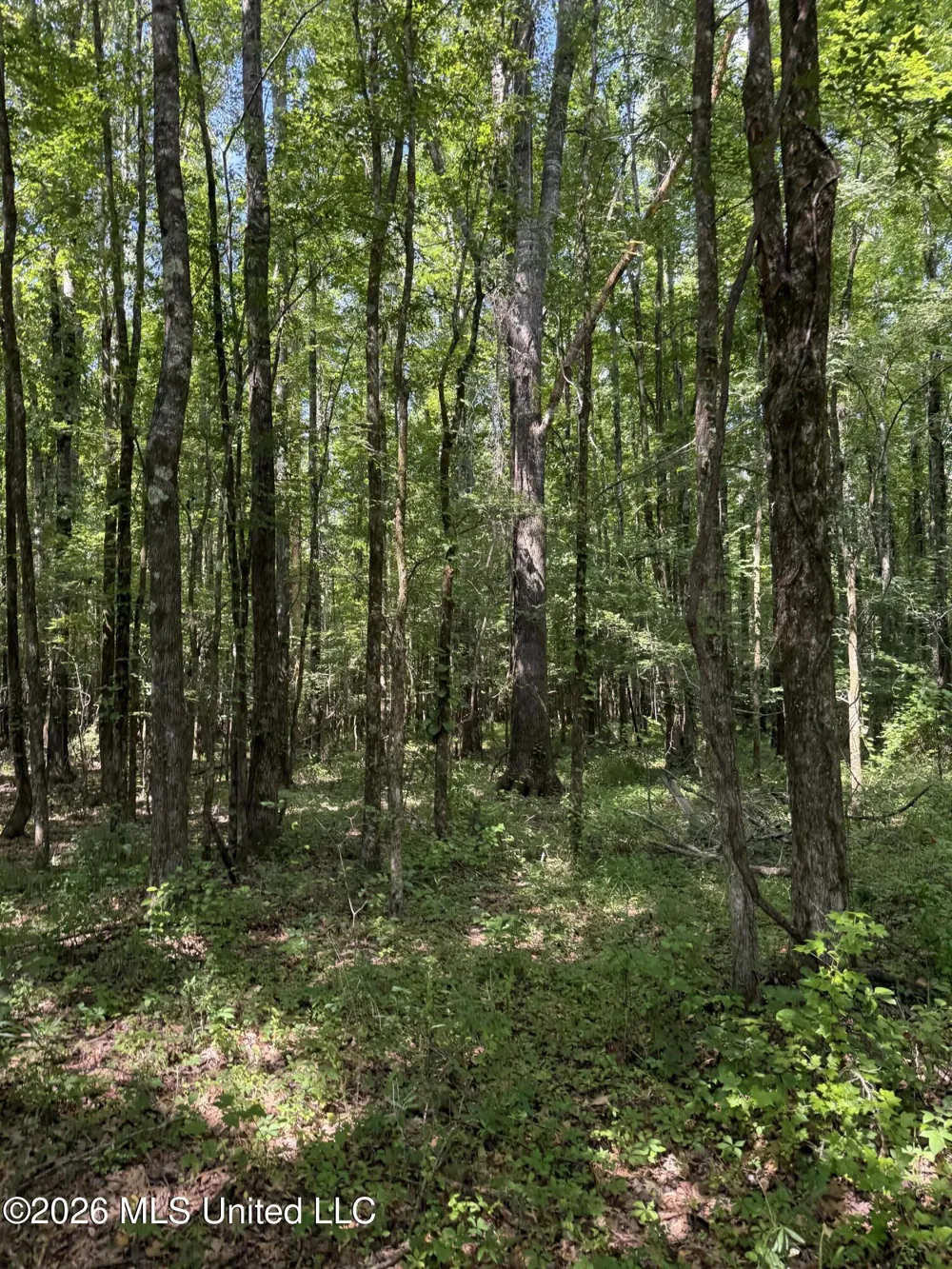 Highway 407 Kilmichael, MS 39747