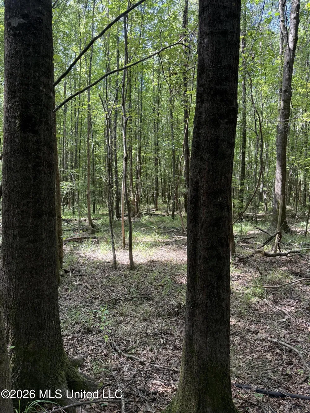 Highway 407 Kilmichael, MS 39747