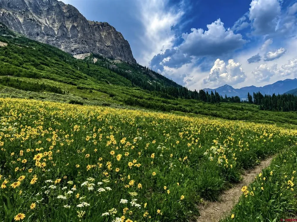 Gothic Crested Butte, CO 81224