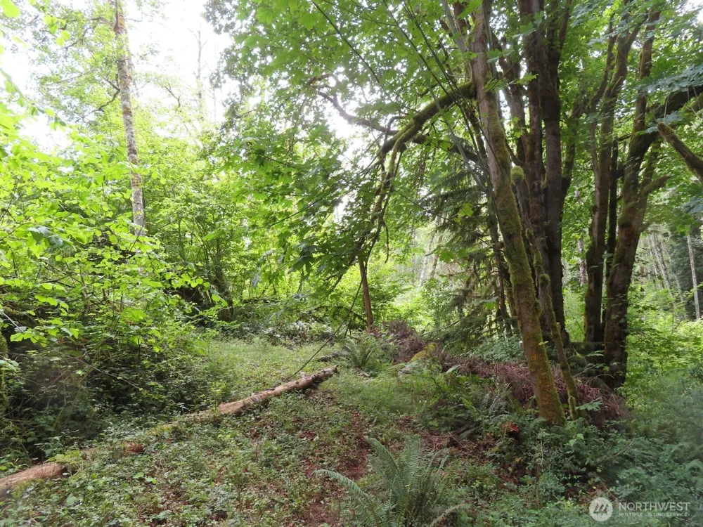 0 Lot 11 Valley View Drive Mossyrock, WA 98564