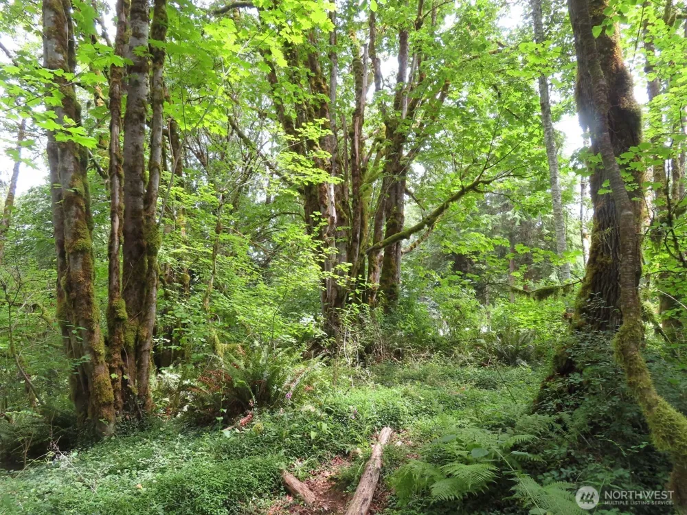 0 Lot 11 Valley View Drive Mossyrock, WA 98564