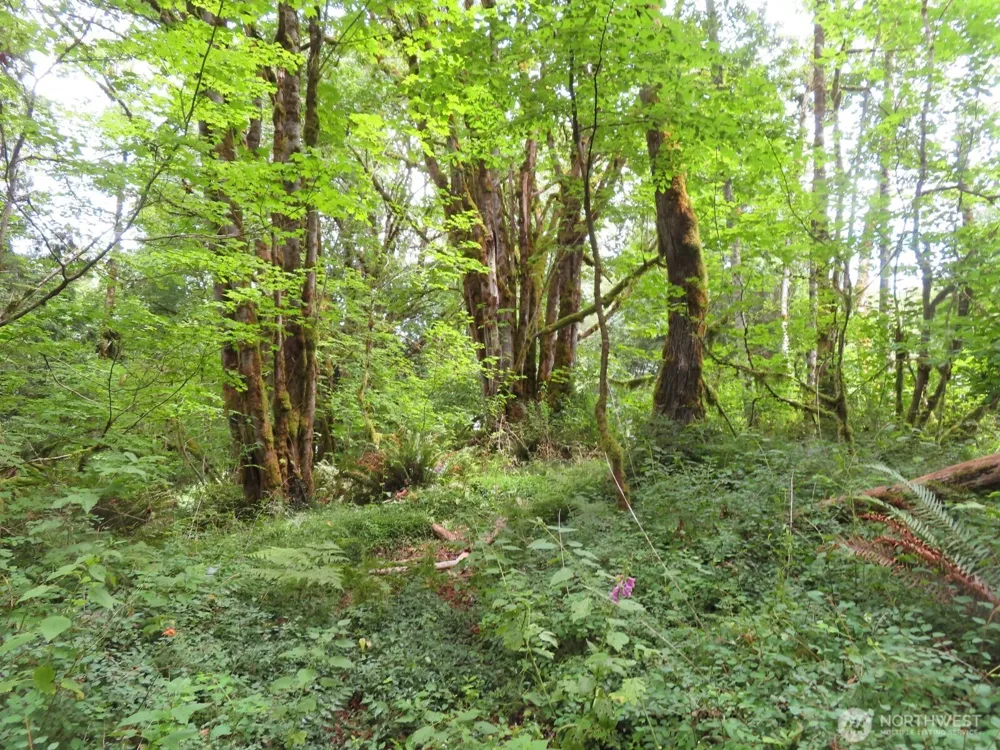 0 Lot 11 Valley View Drive Mossyrock, WA 98564