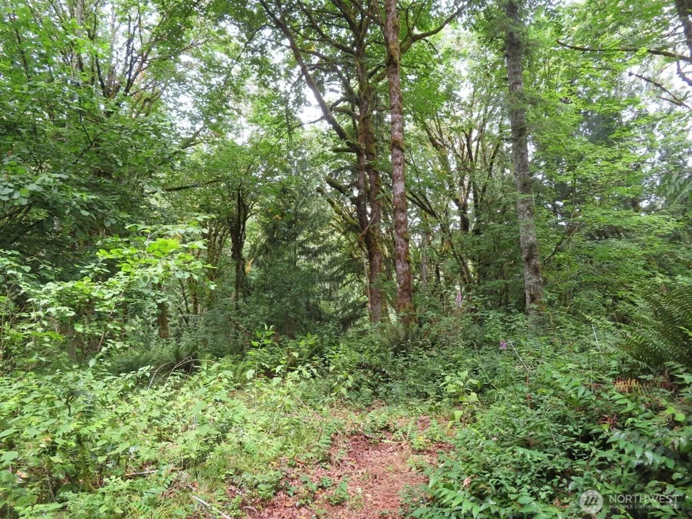 0 Lot 11 Valley View Drive Mossyrock, WA 98564