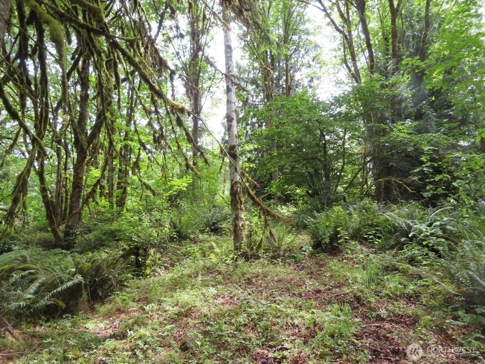 0 Lot 11 Valley View Drive Mossyrock, WA 98564