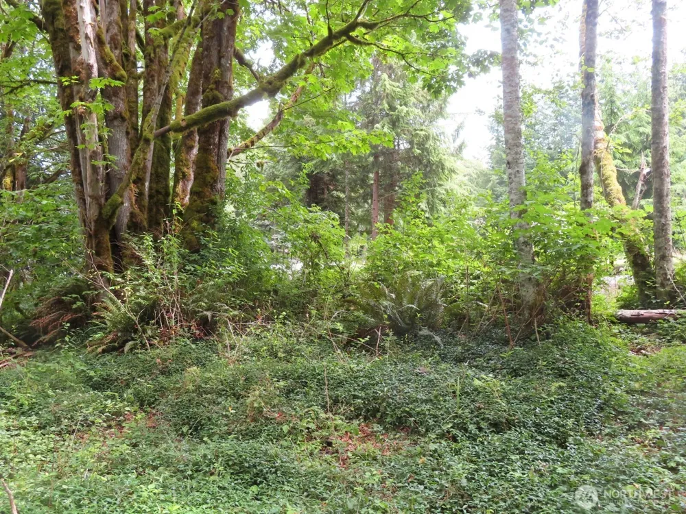 0 Lot 11 Valley View Drive Mossyrock, WA 98564