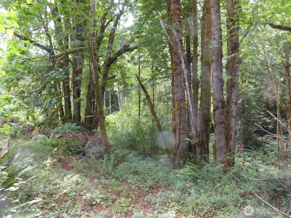 0 Lot 11 Valley View Drive Mossyrock, WA 98564