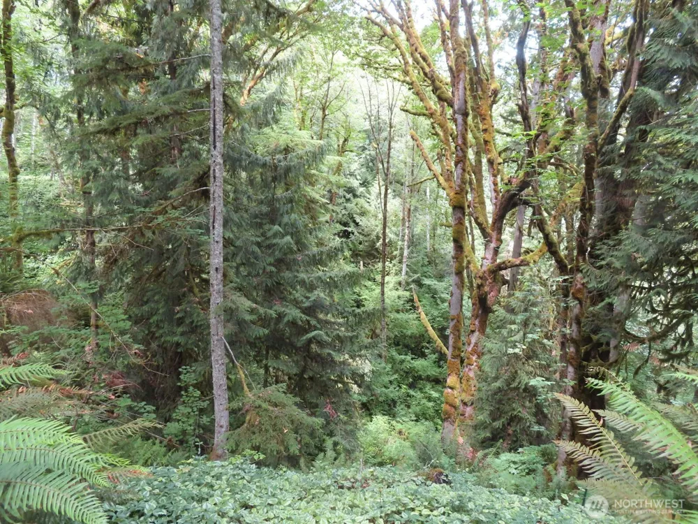 0 Lot 11 Valley View Drive Mossyrock, WA 98564