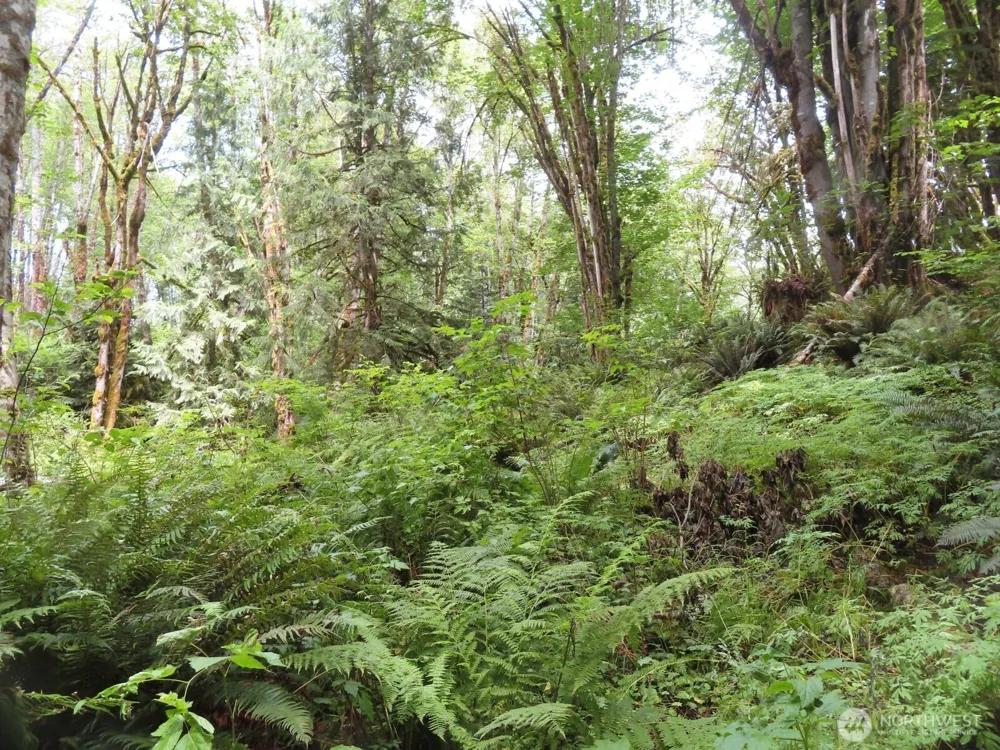 0 Lot 11 Valley View Drive Mossyrock, WA 98564