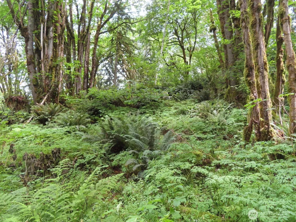 0 Lot 11 Valley View Drive Mossyrock, WA 98564