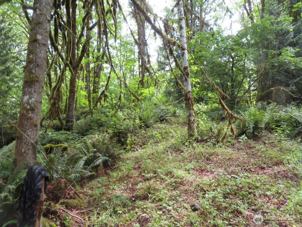 0 Lot 11 Valley View Drive Mossyrock, WA 98564
