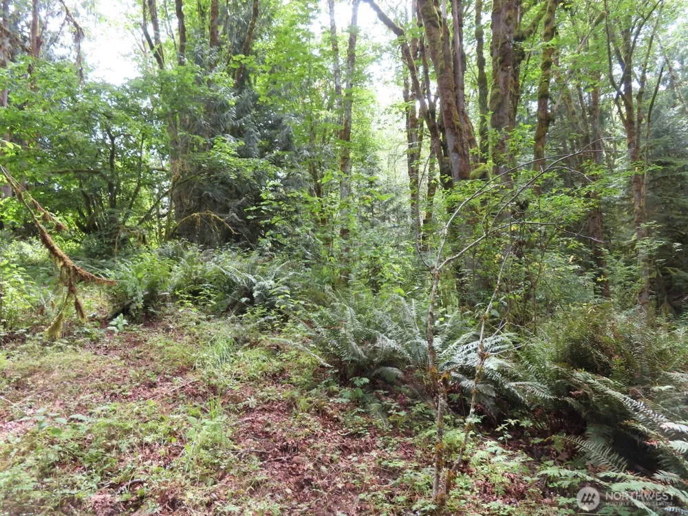 0 Lot 11 Valley View Drive Mossyrock, WA 98564