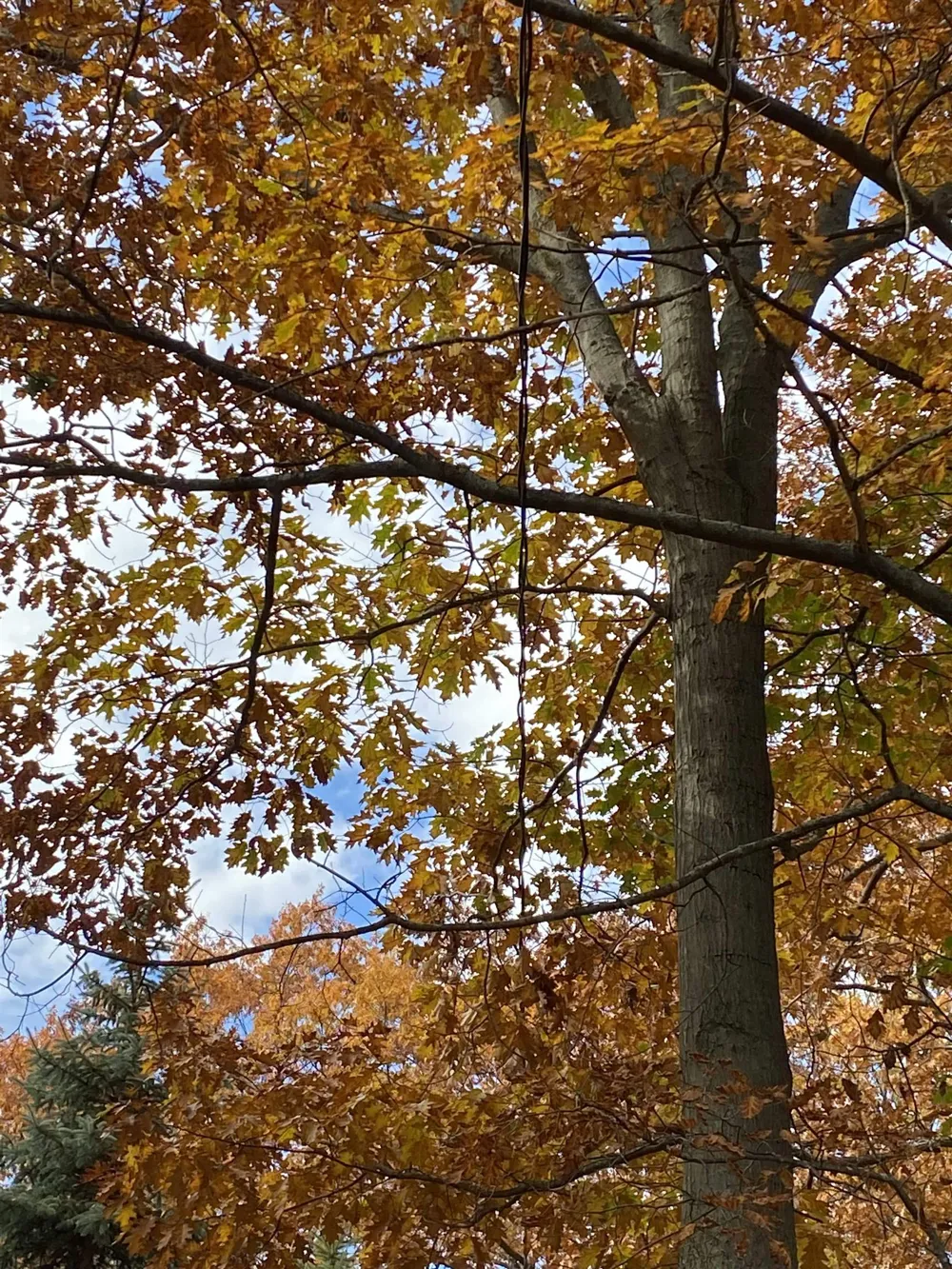 2184 Huron Road Whitney Township, MI 48763