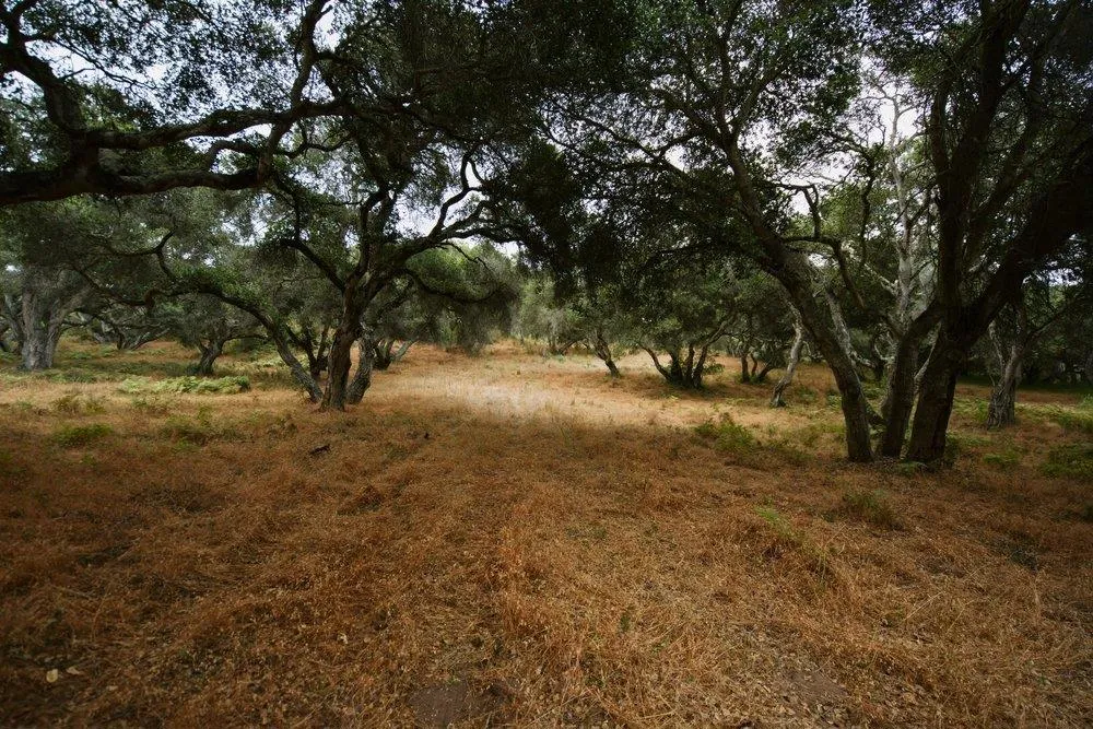 Valle Pacifico Road Salinas, CA 93907