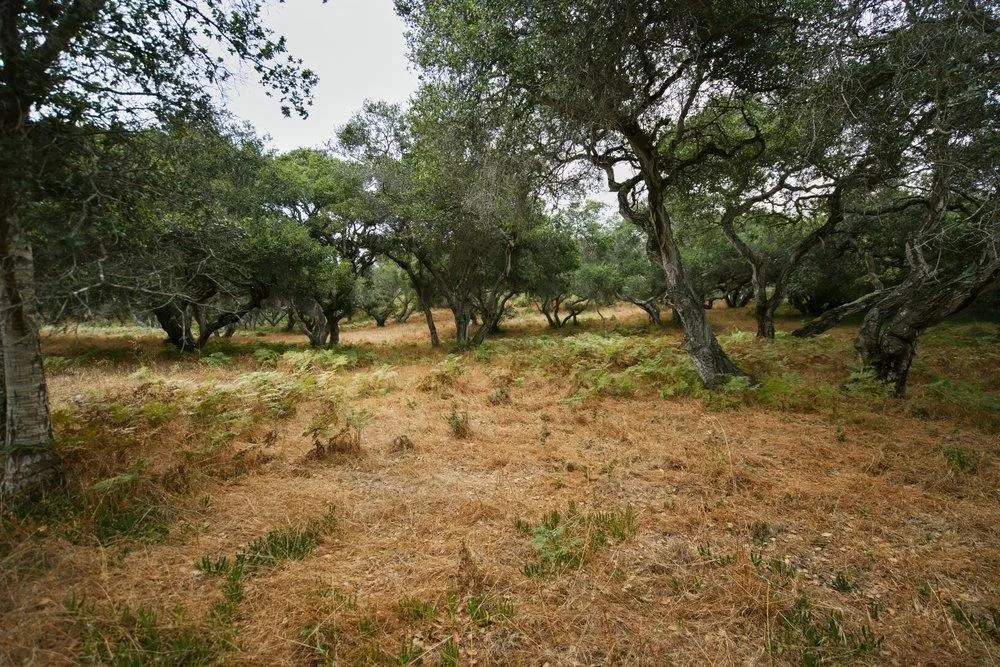 Valle Pacifico Road Salinas, CA 93907