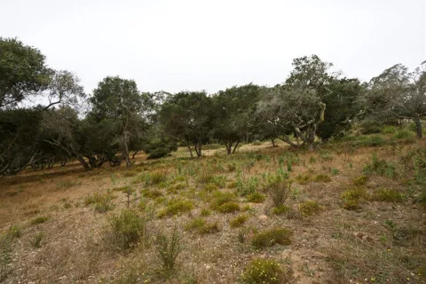 Valle Pacifico Road