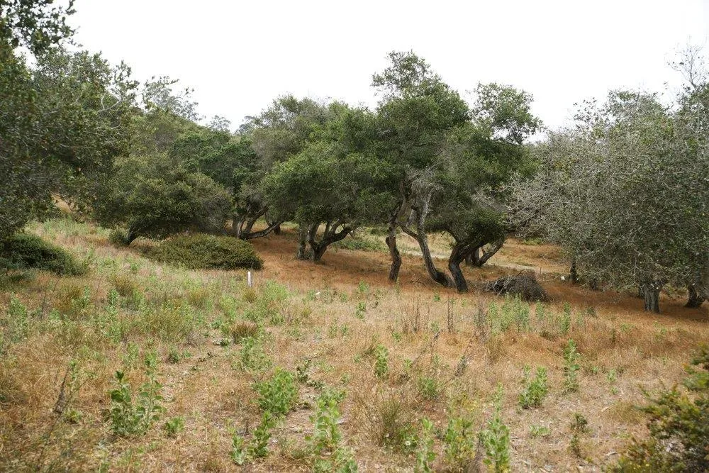 Valle Pacifico Road Salinas, CA 93907