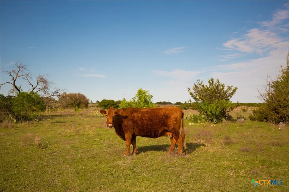 1843 Savanna Ridge Ranch Road Lometa, TX 76853
