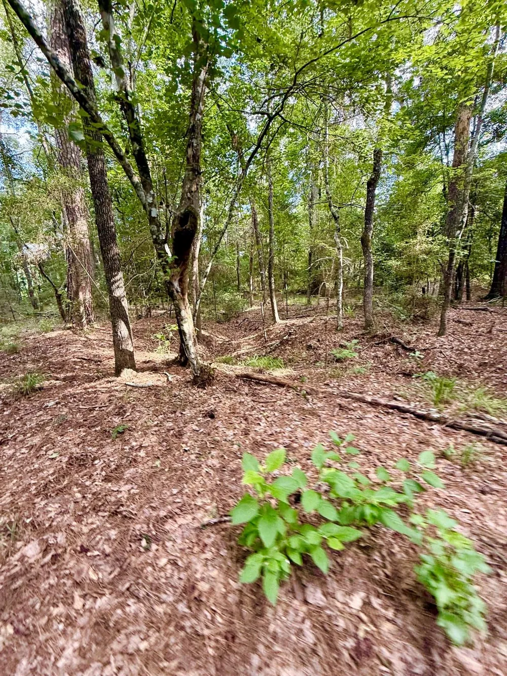 Cr 4740 Kennard, TX 75847