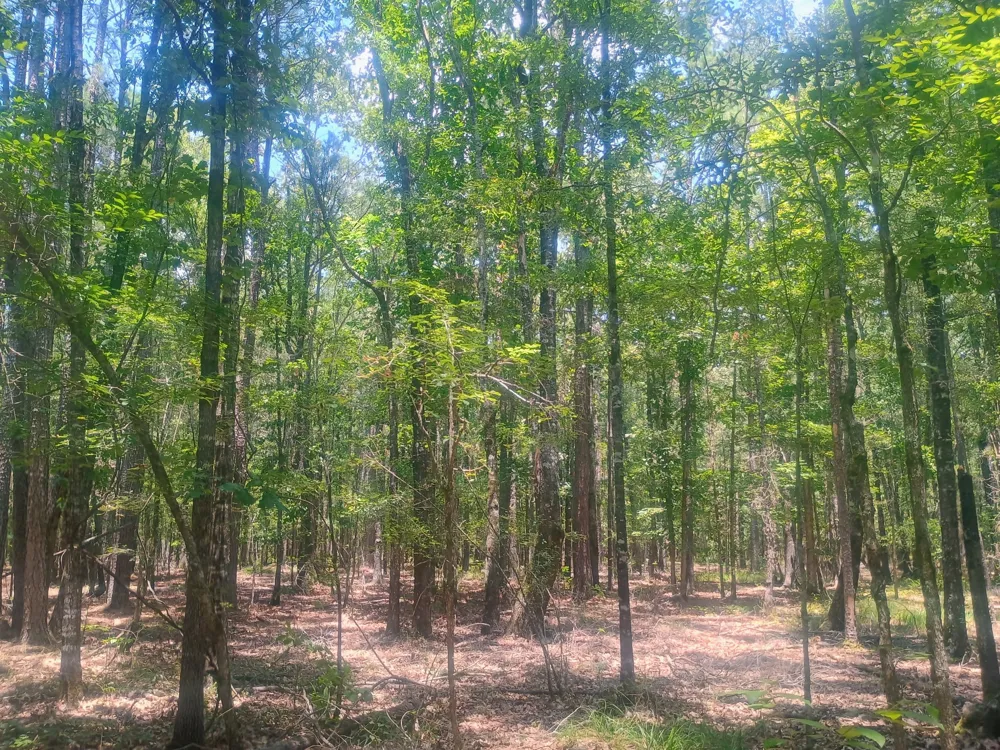 TBD Benton, LA 71006