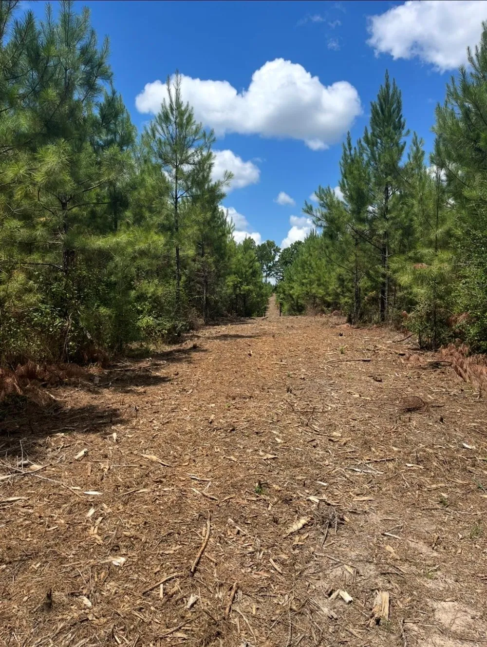 10343 Private Road 8012 Bronson, TX 75930