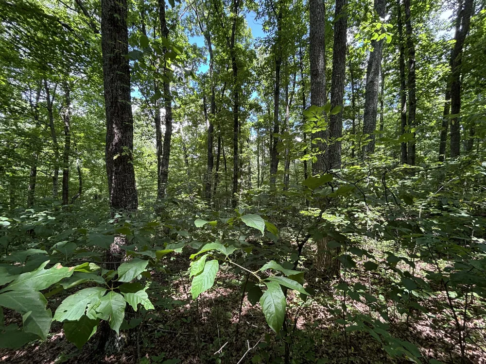 Sussex Road Dayton, TN 37321