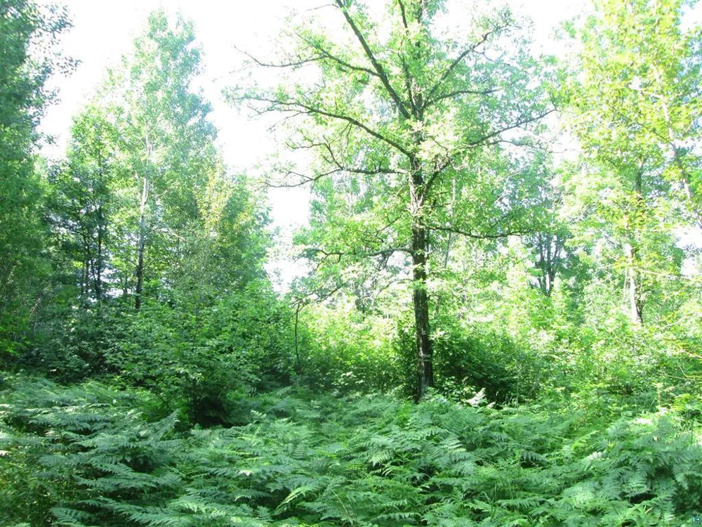 6810 Northeast Road Wright, MN 55798