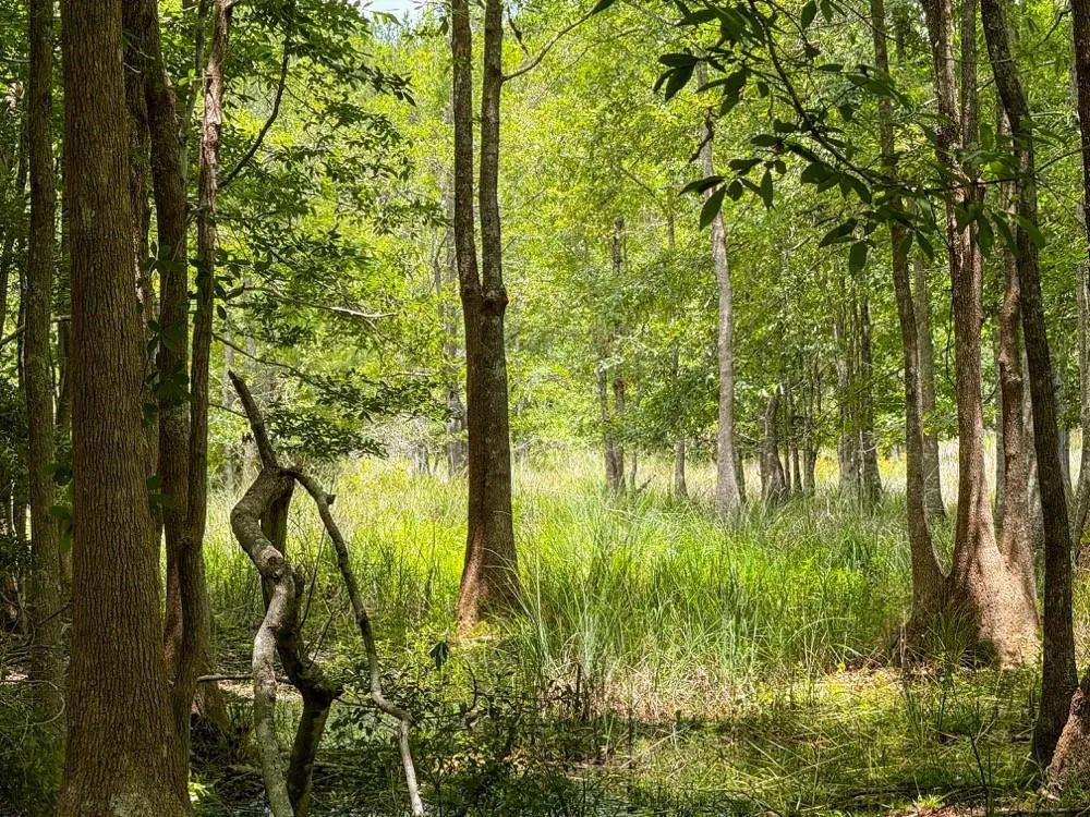 Private Road 51701 Kirbyville, TX 75956