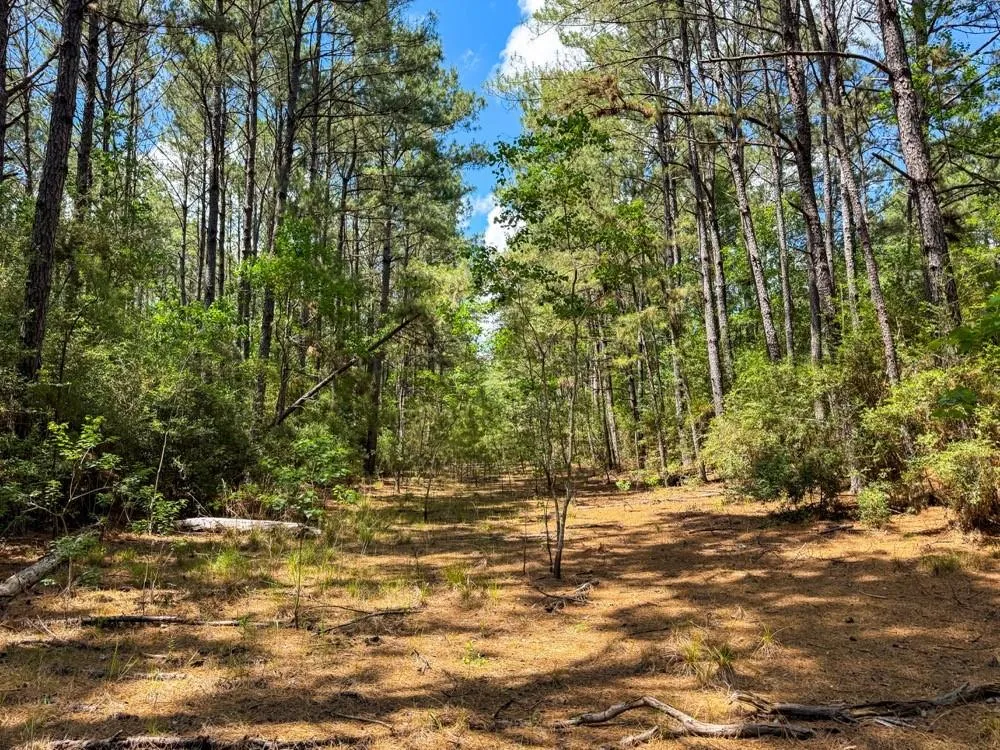 Private Road 51701 Kirbyville, TX 75956