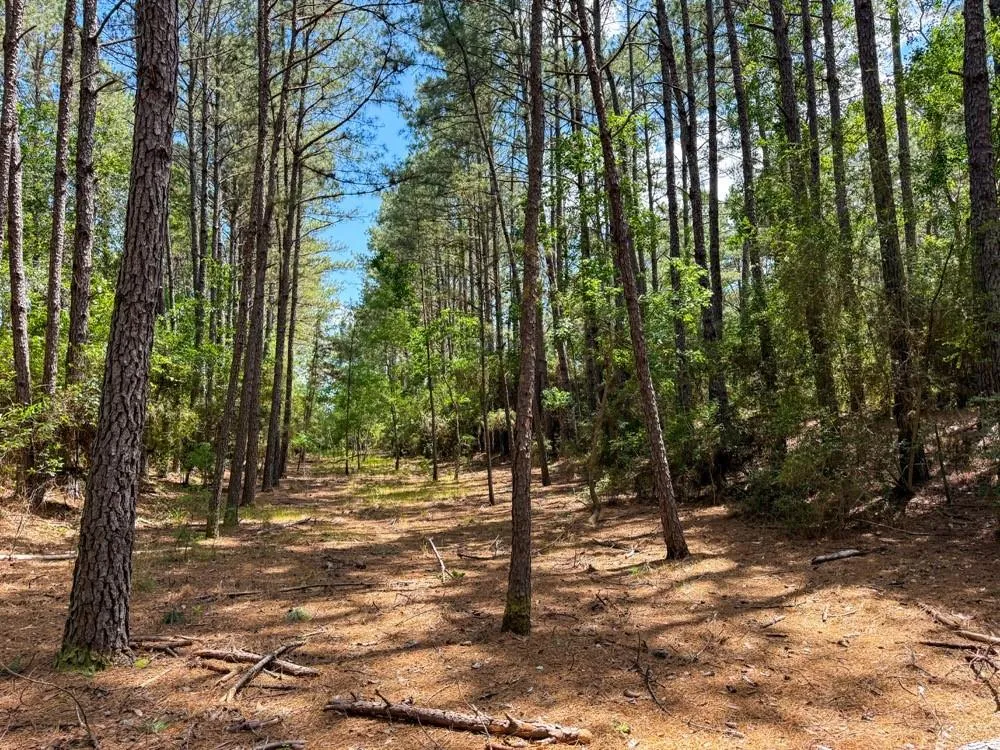 Private Road 51701 Kirbyville, TX 75956