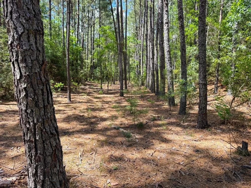 Private Road 51701 Kirbyville, TX 75956