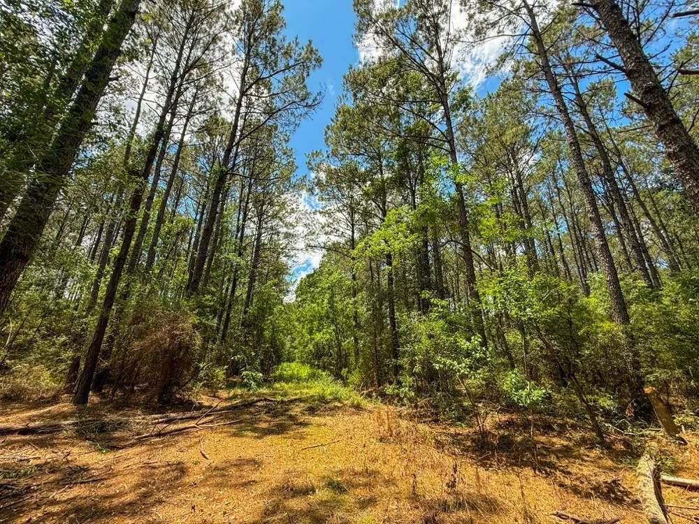 Private Road 51701 Kirbyville, TX 75956