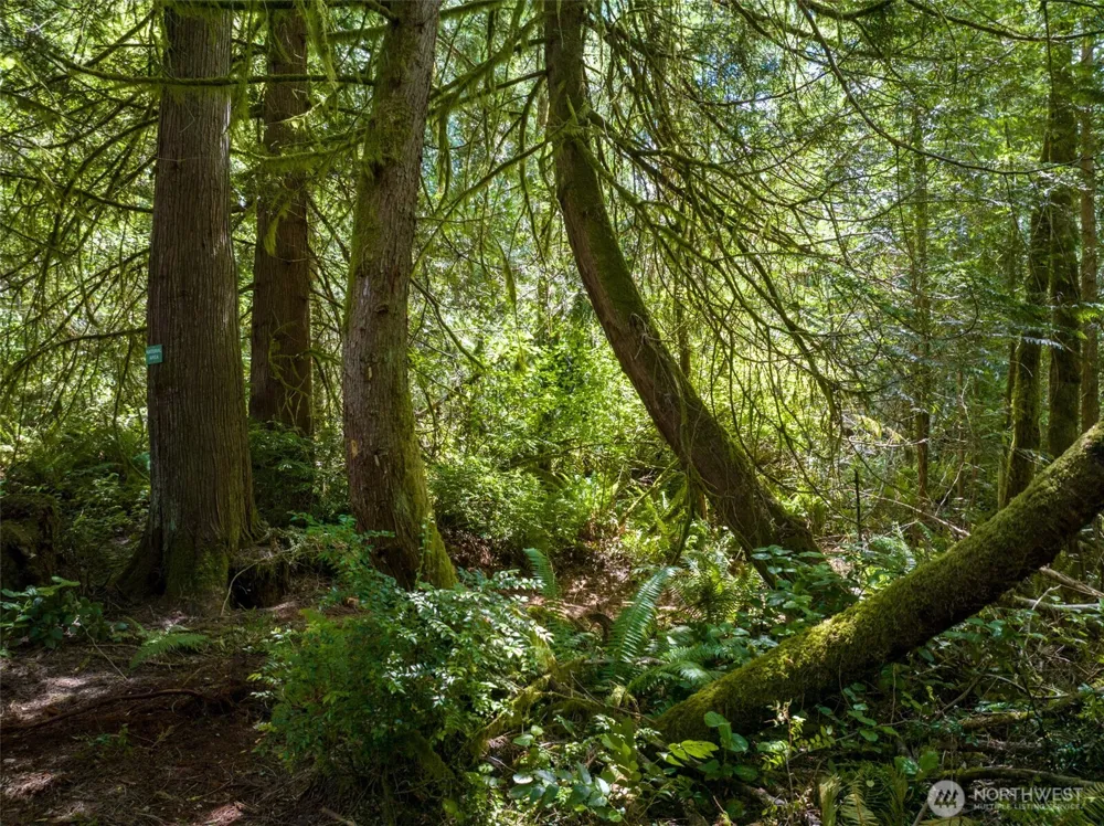 9501 Bucsit Lane NE Bainbridge Island, WA 98110