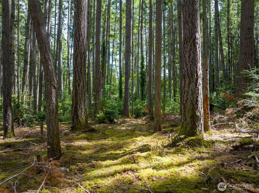 9495 Bucsit Lane NE Bainbridge Island, WA 98110