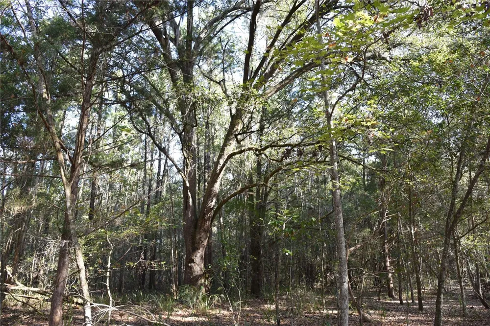 81 CLOUDS AVE Interlachen,, FL 32148