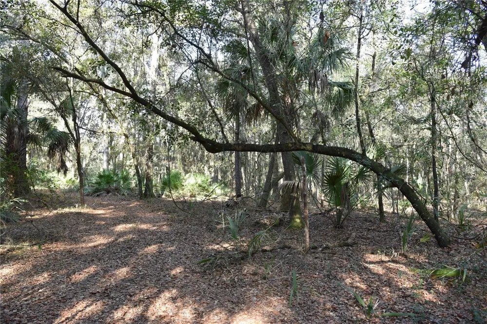 81 CLOUDS AVE Interlachen,, FL 32148
