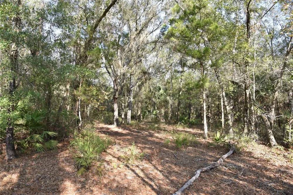 81 CLOUDS AVE Interlachen,, FL 32148