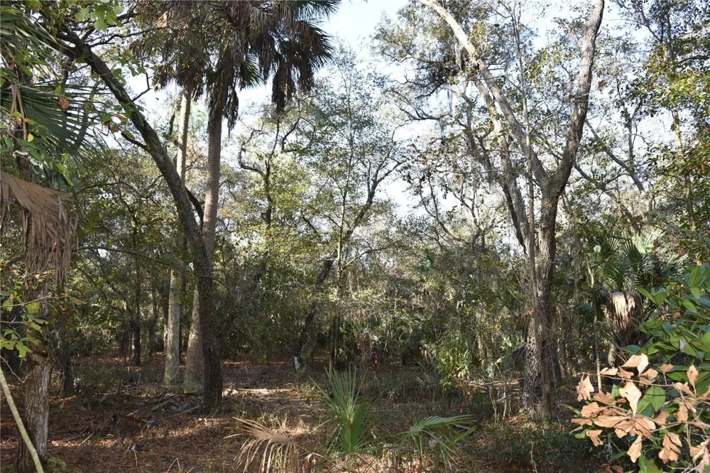 81 CLOUDS AVE Interlachen,, FL 32148