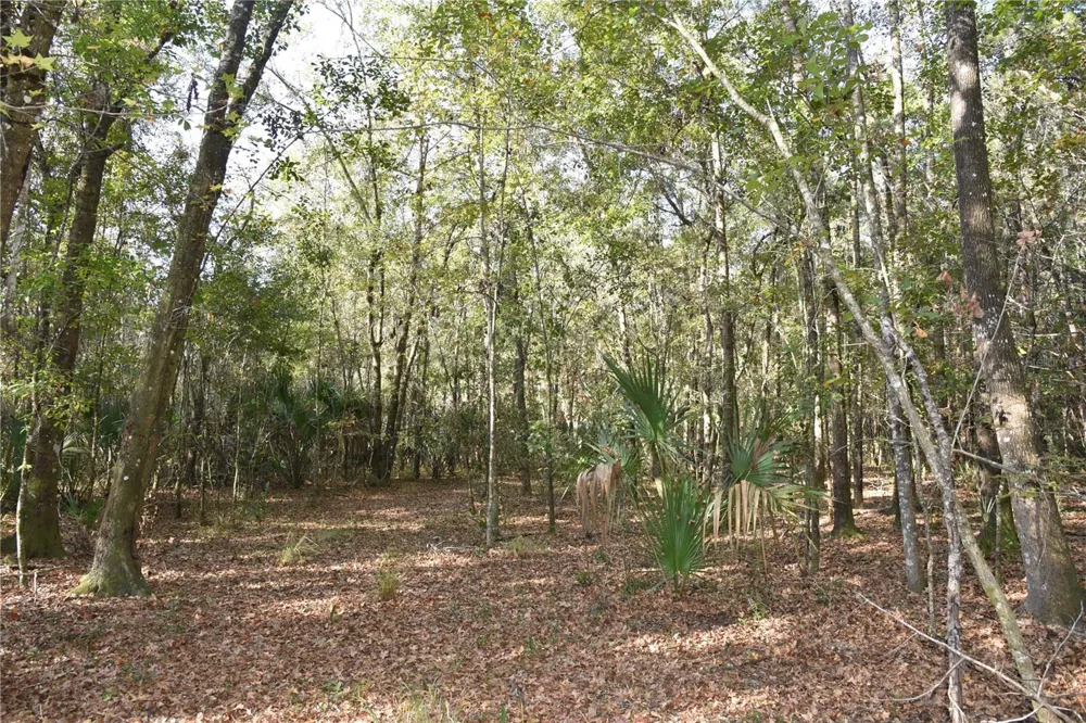 81 CLOUDS AVE Interlachen,, FL 32148