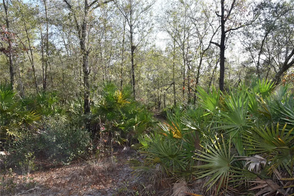81 CLOUDS AVE Interlachen,, FL 32148